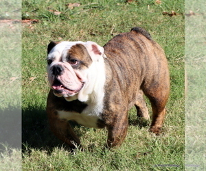 Mother of the Bulldog puppies born on 02/24/2023