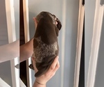 Small Photo #2 German Shorthaired Pointer Puppy For Sale in DENVER, PA, USA