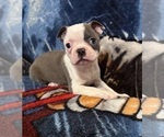 Small Photo #4 Boston Terrier Puppy For Sale in NEWBURY, MA, USA