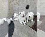 Small Photo #10 Samoyed Puppy For Sale in SACRAMENTO, CA, USA