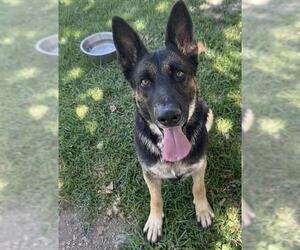 SADIE - Female German Shepherd Dog Dog for Adoption - Photo #3