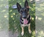 Small #2 German Shepherd Dog