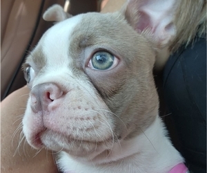 Mother of the Boston Terrier puppies born on 07/08/2025
