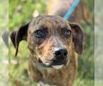 Small Plott Hound Mix