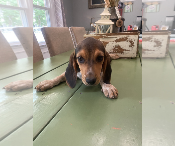 Medium Photo #1 Beagle Puppy For Sale in HAZEL GREEN, AL, USA
