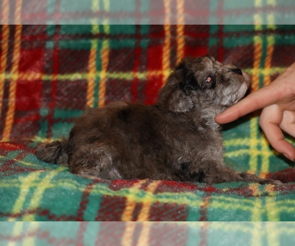 Medium Photo #7 Poodle (Toy) Puppy For Sale in DYERSBURG, TN, USA
