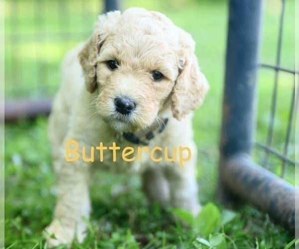 Medium Photo #1 Goldendoodle Puppy For Sale in CENTERVILLE, TN, USA