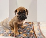 Puppy Lucky Boerboel