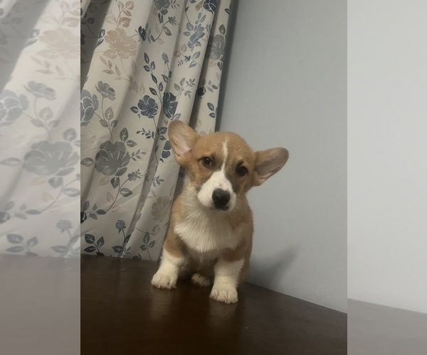 Medium Photo #24 Pembroke Welsh Corgi Puppy For Sale in DURHAM, CT, USA