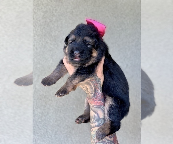Medium Photo #15 German Shepherd Dog Puppy For Sale in PINON HILLS, CA, USA
