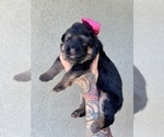 Small #14 German Shepherd Dog