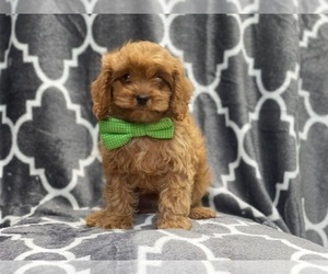 Cavapoo Puppy for sale in LAKELAND, FL, USA