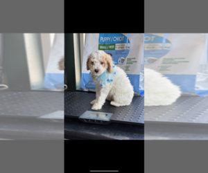 Poodle (Miniature) Puppy for sale in NILES, MI, USA