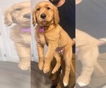 Small #1 Golden Retriever