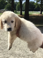 Golden Retriever Puppy for sale in BATH, NC, USA