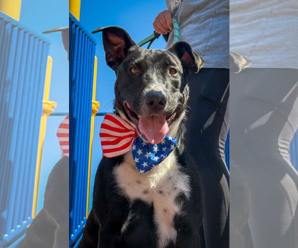 Medium Photo #7 Labrador Retriever-Unknown Mix Puppy For Sale in San Diego, CA, USA