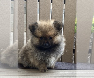 Pomeranian Puppy for sale in CANOGA, NY, USA