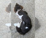 Small #2 Poodle (Standard)