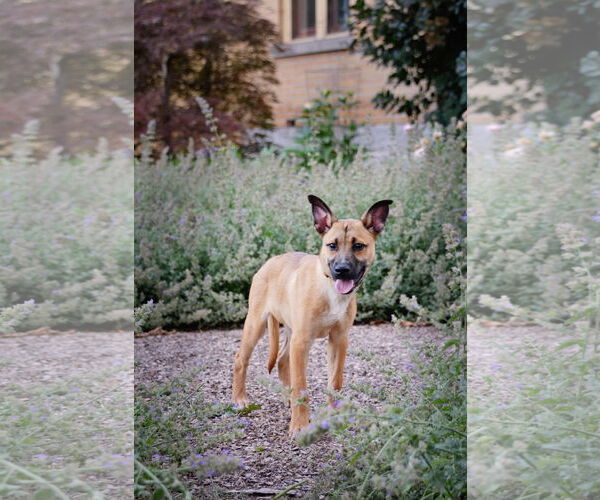 Medium Photo #4 Mutt Puppy For Sale in Sandy, UT, USA