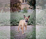 Small #3 Mutt