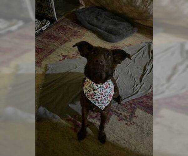 Medium Photo #4 Mutt Puppy For Sale in Evansville, IN, USA