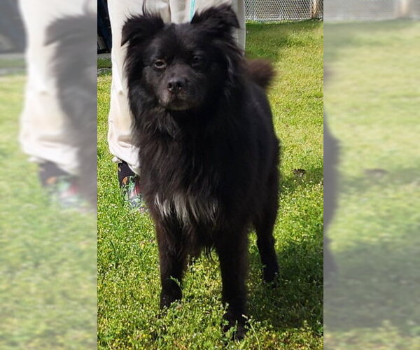 Medium Photo #2 Australian Shepherd-Unknown Mix Puppy For Sale in Wetumpka, AL, USA