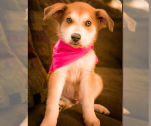 Pyrenees Husky Dogs for adoption in Blairsville, GA, USA