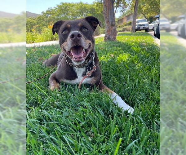 Medium Photo #2 Beagle-Unknown Mix Puppy For Sale in San Diego, CA, USA