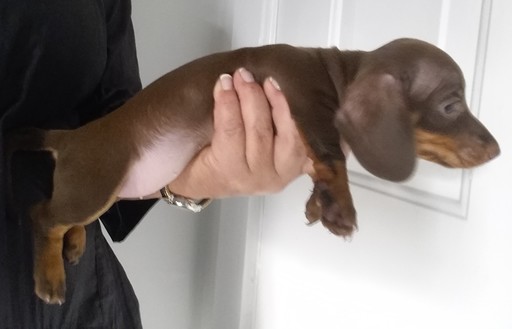 Medium Photo #1 Dachshund Puppy For Sale in PARKER, CO, USA