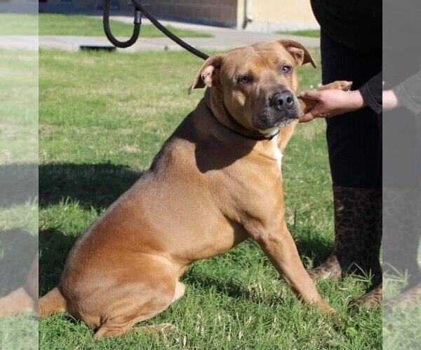 Medium Photo #4 American Staffordshire Terrier-Black Mouth Cur Mix Puppy For Sale in Orange Grove, TX, USA