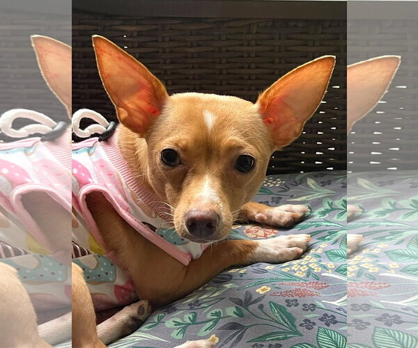 Medium Photo #4 Chihuahua Puppy For Sale in Arlington, VA, USA