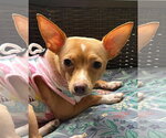 Small #3 Chihuahua