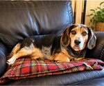 Small #2 Bagle Hound