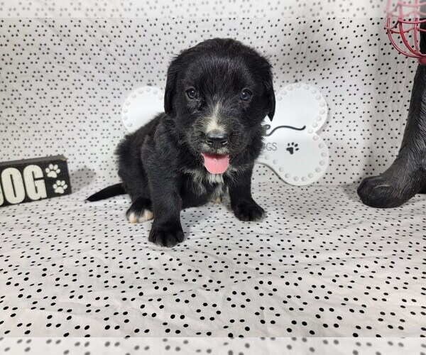 Medium Photo #1 Golden Mountain Dog Puppy For Sale in BLACK FOREST, CO, USA