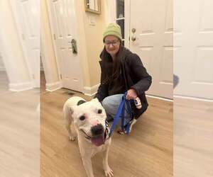 Bulldog Dogs for adoption in Cherry Hill, NJ, USA