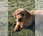 Small Photo #2 Golden Retriever Puppy For Sale in BEECH GROVE, IN, USA