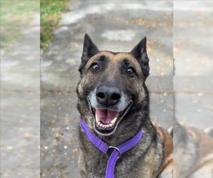 Mutt Dogs for adoption in Woodland, CA, USA