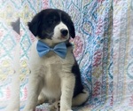 Small Photo #1 Border Collie Puppy For Sale in LANCASTER, PA, USA
