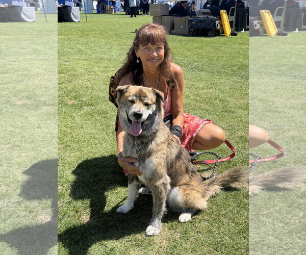 Medium Photo #3 Akita-Australian Shepherd Mix Puppy For Sale in Lake Elsinore, CA, USA