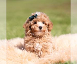 Medium Poodle (Miniature)