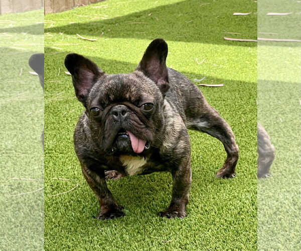 Medium Photo #2 French Bulldog Puppy For Sale in Mission Viejo, CA, USA