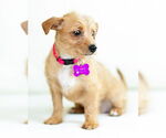Small #5 Mutt