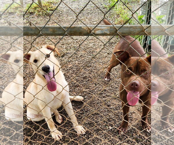 Medium Photo #8 Mutt Puppy For Sale in Rockaway, NJ, USA