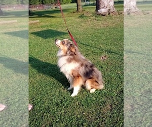 Miniature Australian Shepherd Puppy for sale in CLAREMORE, OK, USA