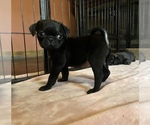 Puppy Alfred Pug