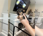 Small #8 Yorkshire Terrier