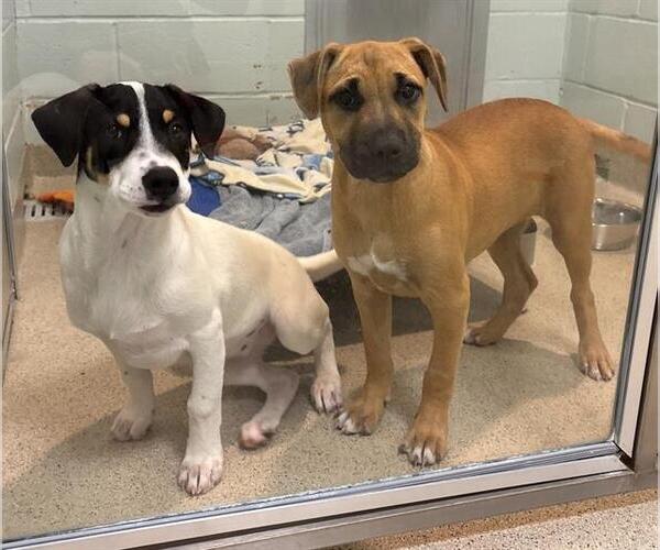 Medium Photo #1 American Pit Bull Terrier-Unknown Mix Puppy For Sale in Dedham, MA, USA