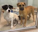 Small American Pit Bull Terrier Mix