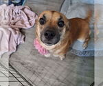 Small #3 Chi-Corgi