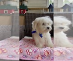 Small Photo #20 Maltese Puppy For Sale in RALEIGH, NC, USA